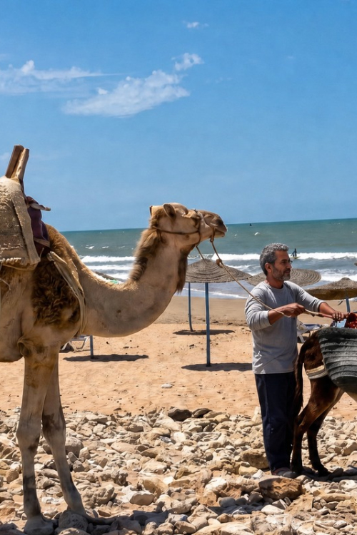 camel-trek-moroccan-coast