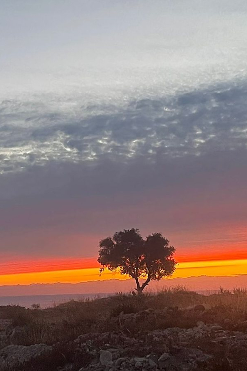 Coucher de soleil orange derriere deux arganiers isoles sur un plateau du Sud marocain