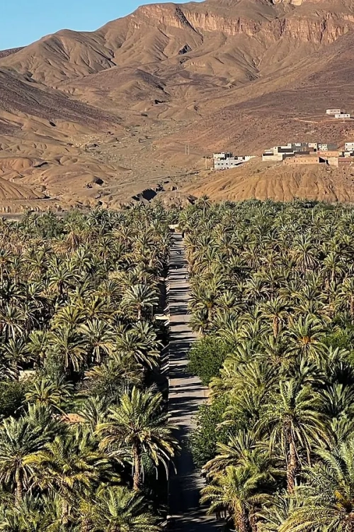 palmeraie-vallee-du-draa-route-oasis-maroc